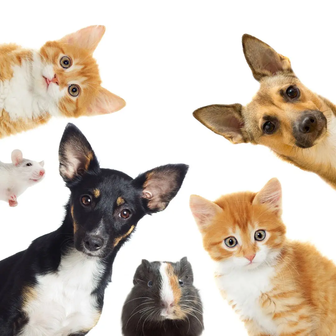 T-animales