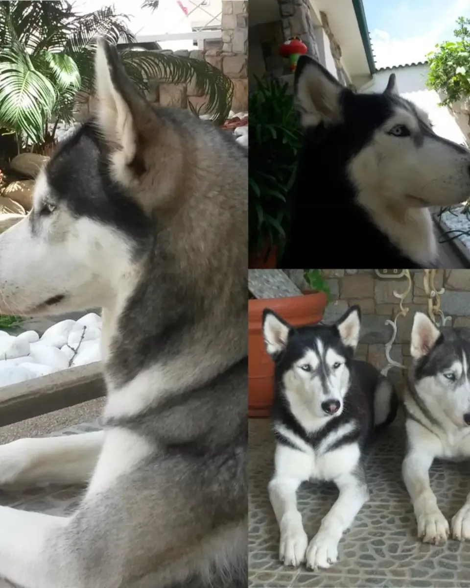 Imagen Galería