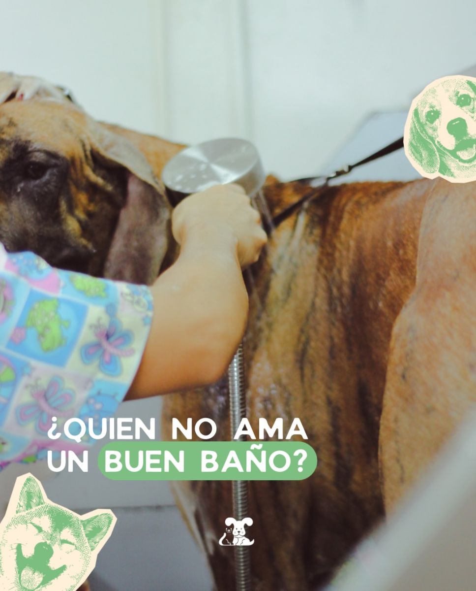 En la recta final de Peluditos